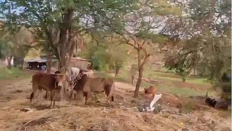 नाशिक : कत्तलीसाठी लपवून ठेवलेली गोवंश जनावरे. (छाया: वाल्मिक गवांदे)