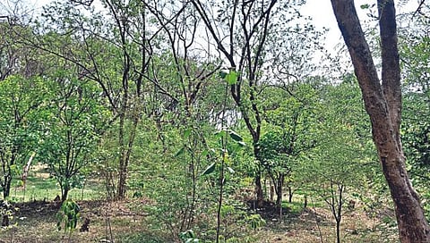 नाशिक : "देवराई २०२४" आज देवराई अशी हिरवीगार झालेली पहावयास मिळत आहे.