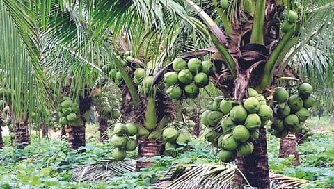 रत्नागिरीत काजू, नारळ, सुपारी लागवड क्षेत्र वाढतेय