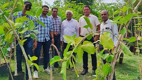 जळगाव : भुसावळ नगर परिषदेच्या अधिकारी कर्मचाऱ्यांकडून वृक्ष लागवड