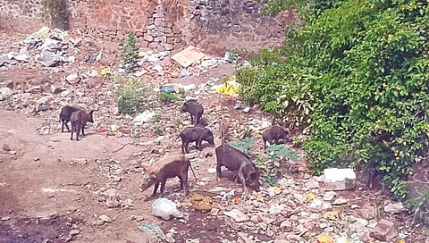 मखमलाबाद : गावातील सार्वजनिक वाचनालयाच्या नाल्याजवळ वराह घाण करत असून, त्यांच्यामुळे सर्वत्र दुर्गंधी पसरत आहे. (छाया : नेमिनाथ जाधव)