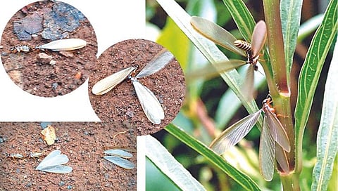 नाशिक : पावसाळा म्हणजे प्रेमाचा ऋतू ; पहिल्या पावसातील ‘वाळवीचे चमत्कारी विश्व’