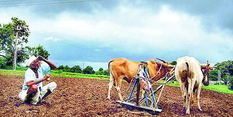 पुरेशी ओल पाहा, मगच पेरते व्हा! पावसाने ओढ दिल्याने कृषी विभागाचा बळीराजाला सल्ला