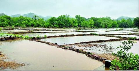 सिंधुदुर्गात मान्सून जोरधार; बळीराजा सुखावला; भात पेरणीच्या कामांना वेग