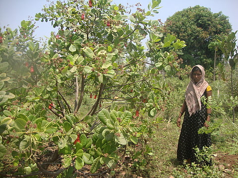 ग्राऊंड रिपोर्ट | मोखाड्यातील ११ हजार आदिवासींच्या हाती सौर’शक्ती’, पाण्यासाठीची पायपीट थांबली