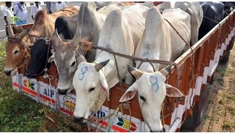 गो-वंश जनावारांची तस्करी करणाऱ्या वाहनावर पोलिसांचा छापा