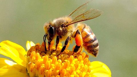 मधमाशा करणार फुफ्फुसाच्या कर्करोगाचे अचूक निदान!, मिशीगन विद्यापीठाचा दावा