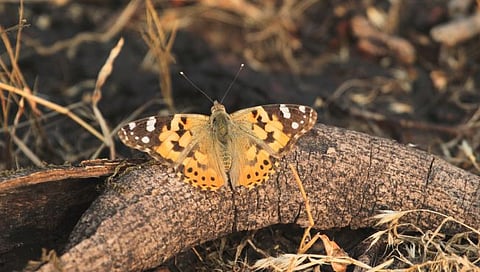 कोल्हापूर : पेठवडगावात आढळले दुर्मिळ स्थलांतरीत पेंटेड लेडी फुलपाखरू