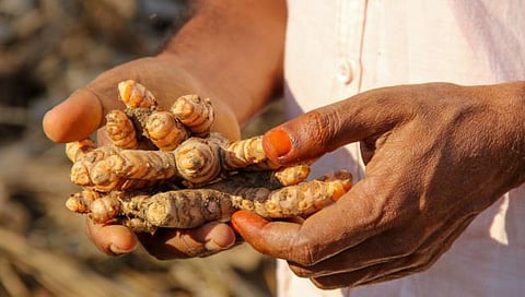 हिंगोली : हळदीच्या बेण्याला डिमांड; दर पोहोचले 5 हजारांवर