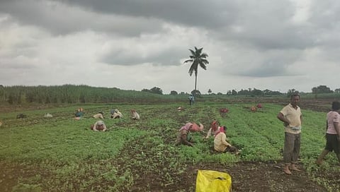कोल्हापूर : भाज्यांचा दर वधारला…! घाऊक बाजारात कोथिंबीर ३० तर मेथी २५ रुपये जुडी