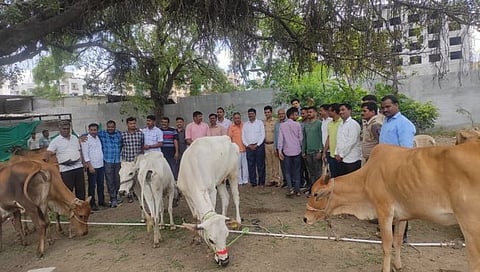 ब्राम्हणगाव परिसरातील कत्तलीसाठी जाणाऱ्या १२० जनावरांची सुटका करण्यात आली.