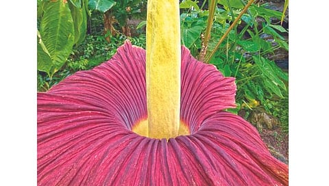 सर्वात मोठे फूल