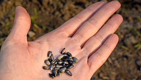 वर्धा : बियाण्यांच्या सॅम्पलचे कृषी केंद्रांचे सुमारे ७० लाख रुपये थकीत