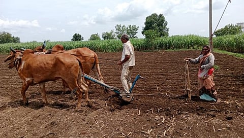 शेतात खरीपाची पेरणी करण्यास शेतकरी वर्ग व्यस्त आहे.
