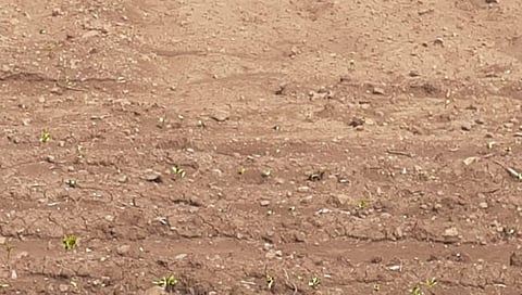 हिंगोली : उगवलेल्या पिकांना वरुणराजाची प्रतिक्षा