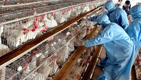 H5N2 बर्ड फ्लू’चा मॅक्सिकोमध्ये जगातील पहिला बळी; WHO ची माहिती