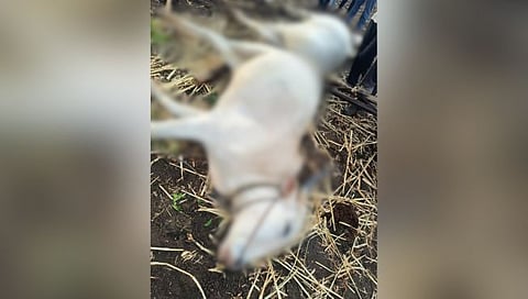 Beed News : नाखलगावात वीज पडून बैलजोडीचा मृत्यू ; तर चिमुकलीला विजेचा चटका