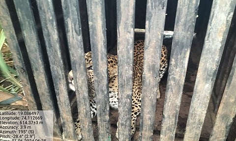 निमगाव सावा येथे वन खात्याने लावलेल्या पिंजऱ्यात बिबट्या जेरबंद!