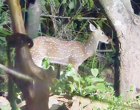 हरणाला माणसांसह पाळीव प्राण्यांचा लळा!