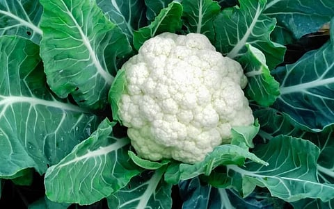 फ्लॉवर @ ₹100; हंगामात उच्चांकी भाव मिळत असल्याने शेतकर्यांमध्ये समाधान