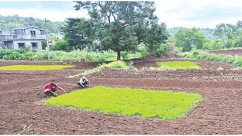 राजगड-सिंहगड परिसराला पावसाची प्रतीक्षा; भात रोपांची वाढ खुंटली, शेतकरी चिंताग्रस्त