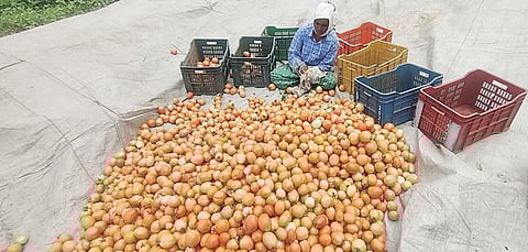 टोमॅटोने खाल्ला ‘भाव’; नारायणगाव उपबाजारात कॅरेट 900 रुपयांना