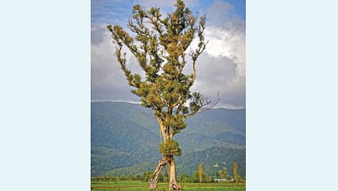 ‘हे’ 100 फुटी ‘चालणारे झाड’ आहे जंगलाची शेवटची खूण