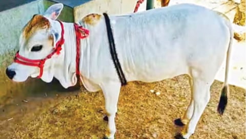 चिमुकल्या पुंगनूर गायींची नवलाई