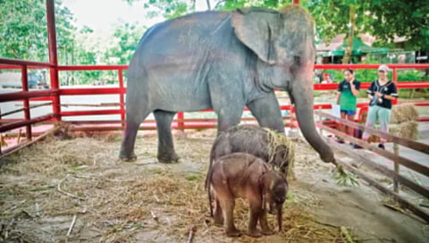 थायलंडमध्ये हत्तिणीला झाले चक्क जुळे!