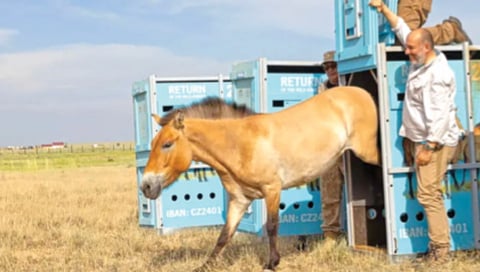 दोनशे वर्षांनंतर कझाकस्तानच्या कुरणात परतले जंगली घोडे