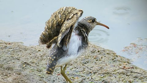 पक्षीदर्शन : पांजरपोळमध्ये स्थलांतरित ‘ग्रेटर पेंटेड- स्नाइप’ पक्ष्याचे दर्शन