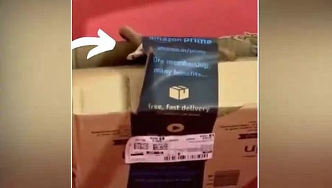 धक्कादायक! Amazonचं पार्सल उघडताच बाहेर आला कोब्रा