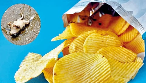 जामनगरमध्ये वेफर्स पाकिटात सापडला मृत बेडूक