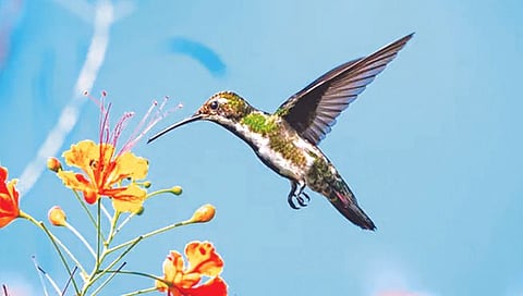 dinosaurs ancestors of birds