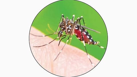 Dengue
