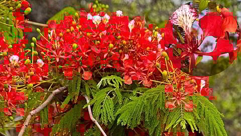 Nashik | शहरातील धोकेदायक गुलमोहोर झाडे हटवण्याचा महापालिकेचा निर्णय