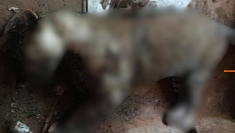 Dead Leopard Founded In Sakharpa