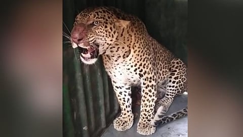 The leopard was caught