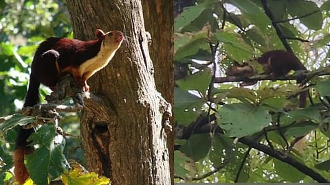 Indian giant squirrel was found in a garden at Bhambed in Lanja taluka