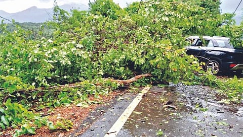 Sindhudurg A tree fell on a moving car