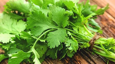 Coriander Price Drop
