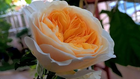 Juliet Rose worlds most expensive rose