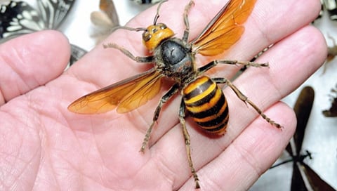 reduction in insect population due to air pollution