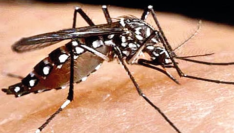 Mosquitoes originated 30 million years ago