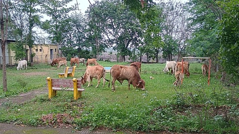 Nandur Madhyameshwar Sanctuary