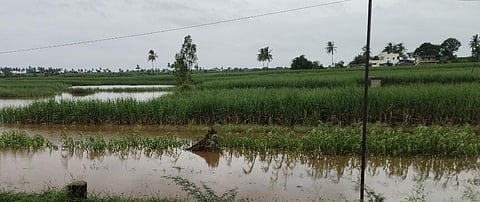 99 hectares of vegetable fields on the bank of the Krishna-Panchganga rivers were submerged in the deluge