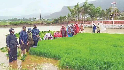 Farmer planting rice