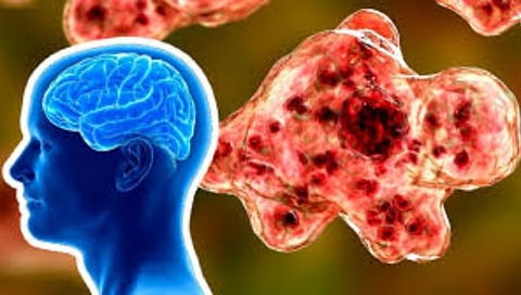Brain Eating Amoeba
