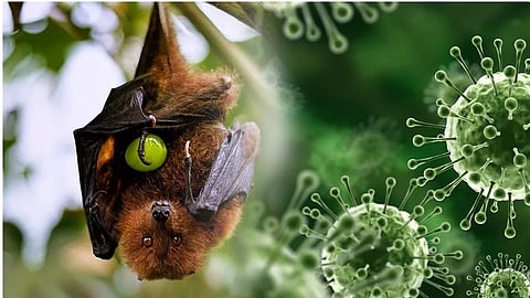 A case of Nipah virus was found in Kerala