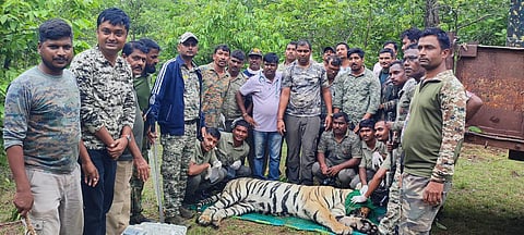 Cannibal tiger in forest department net at Nagbhid